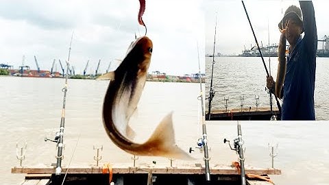 Câu Cá Dứa, trúng nguyên bầy Cá Dứa, Cá Ngát.