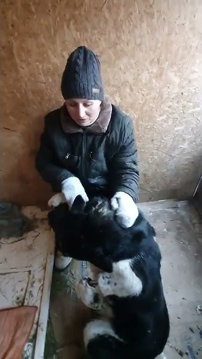 Спасение брошенной собаки! Собака попала в капкан! приют для животных ...