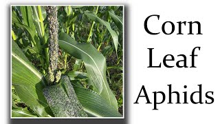 Corn Leaf Aphids [PS, they are gross]