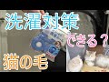 洗濯物につく猫の毛対策できる？ドラム式洗濯機【猫2匹サイベリアン多頭飼い】