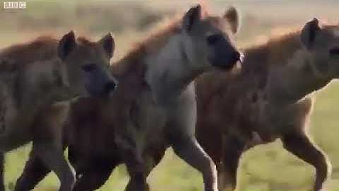 Unity is strength#lion