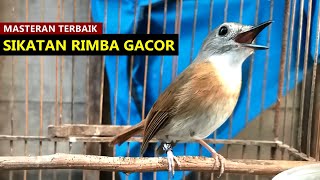 Suara SRDC bali jantan GACOR buat pancingan Tledekan Gunung BAKAU & Sikatan Rimba dada coklat bahan