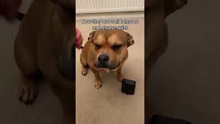 Use this gadget to get your dog to stop barking gadgets dogs shorts