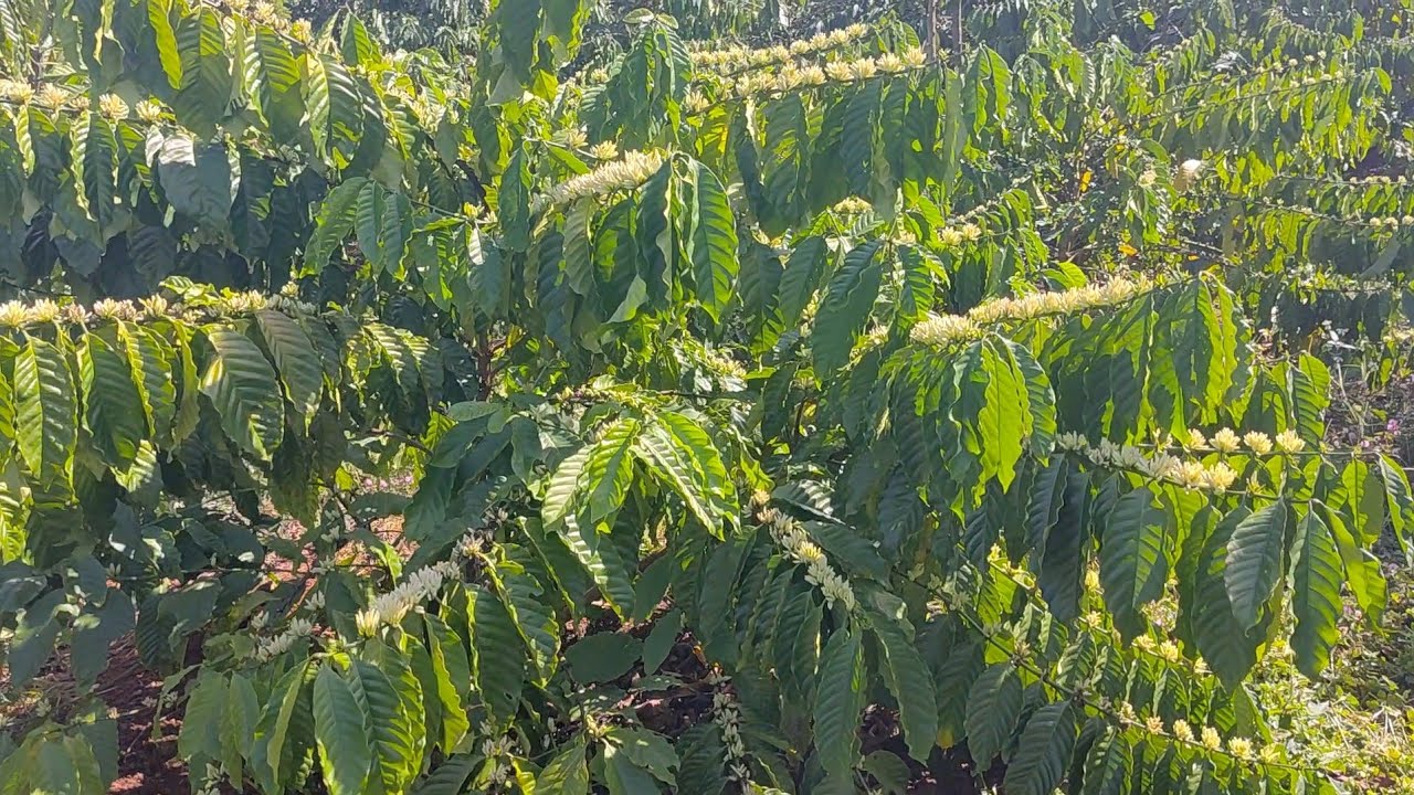 Sau 7 ngày vào nước cho cà phê. Hoa sẽ như thế nào