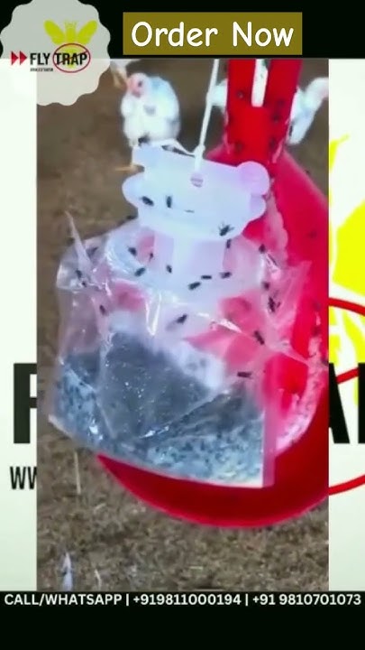 how-to-control-house-flies-in-poultry-farms-flytrap-organicfarming