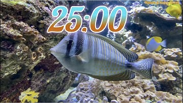 25 Minute Aquarium Timer/Countdown With Relaxing Music 🐟🐠|Cuenta Regresiva de 25 Minutos con Música.