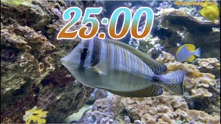 25 Minute Aquarium Timer/Countdown With Relaxing Music |Cuenta Regresiva de 25 Minutos con Música.