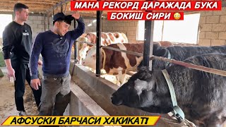 КУНЖАРАСИЗ БУҚА БОҚИБ ОЙИГА 60 kg-ГАЧА СЕМИРТИРЯТГАН УСТОЗИМНИ РАЦИОН СИРИ!