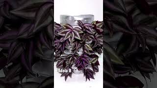 Silver Inch Plant Propagation by Stem Cuttings #shorts #youtubeshorts