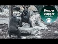 Gorilla Eldest Causes Clash And Revolt Behaviour Towards Her