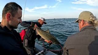 Unbelievable! Giant Chinook & Coho, Buoy 10! #salmonfishing