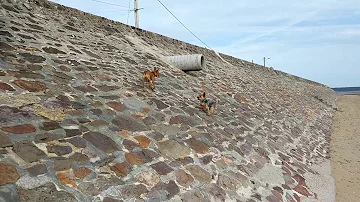 Wo sind Hunde am Strand erlaubt Frankreich?