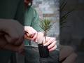 How to Shape a Bonsai Seedling🌱(Japanese Black Pine)