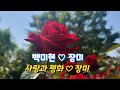 백미현 장미 사랑과평화 장미 2022년5월28일 구리장자못 장미원