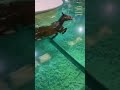Horse In Swimming Pool شاهد حصان يسبح