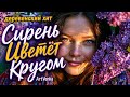 Сирень Цветёт Кругом — деревенская романтическая плясовая | ArtVenka