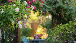 Relaxing Music With Blooming Roses In Jrose Garden