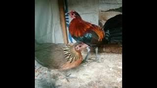 Suara ayam hutan kasintu jantan dan betina pikat mp3