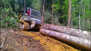 tarikan terakhir yg merepotkan#buldozer #hutan #kayu #kalimantan@dadiedandel1353