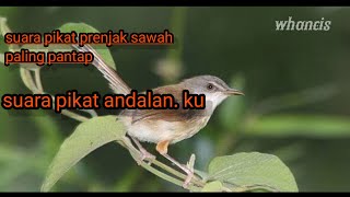 suara pikat ciblek sawah paling ampuh
