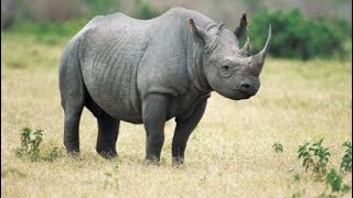 معلومات عن وحيد القرن