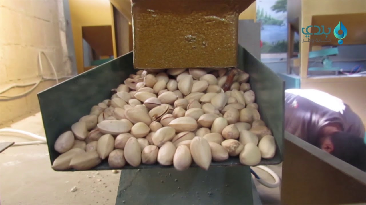 تكسير الفستق الحلبي من الصناعات التي عادت إلى ريف حماة مع عودة الأهالي
