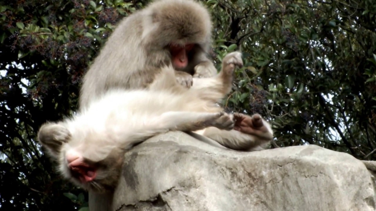 kawaii emoticons #04 Grooming. Japanese macaques at Ueno Zoological Gardens.グルーミング。上野動物園のニホンザル。