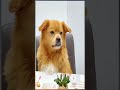 Food Check. Game Check Dog's mischievous look Double check. #pet #funny #dog #foryou #asmr #shorts