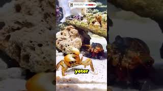 Kendi Kolunu Koparan Hayvan Hayvanlar Alemi Tv