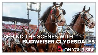 Behind the scenes with the Budweiser Clydesdales before their 2024 Busch Stadium debut
