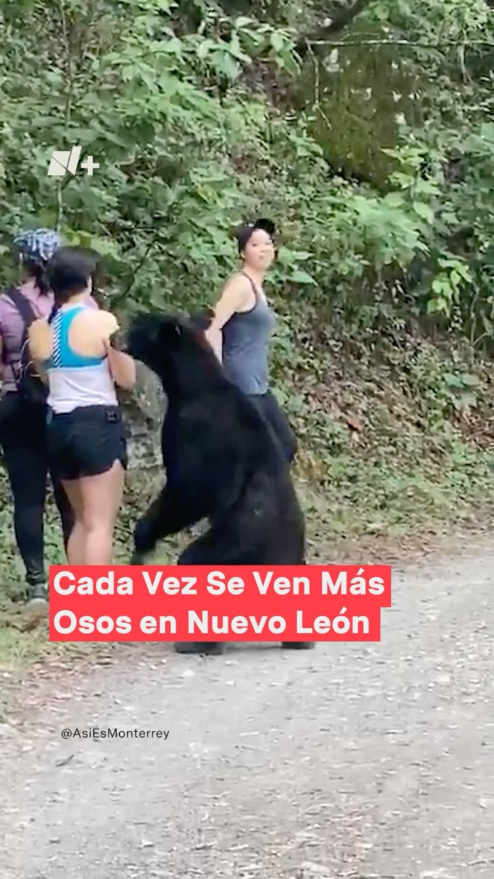 ¿Hay más avistamiento de osos en Nuevo León? - N+ #shorts