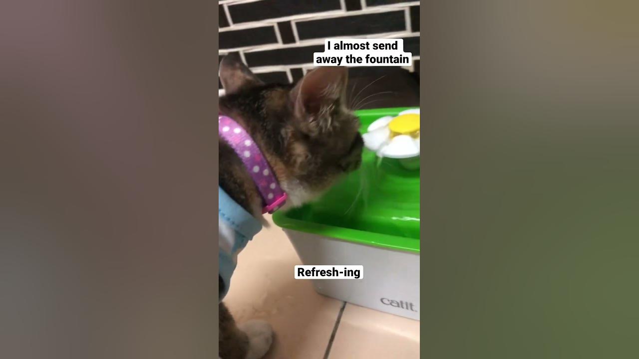 how-my-cat-drink-water-feat-kitten-messi-cat-catvideos-refreshing