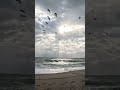 👉 Pelicans Air Show at Sunrise 😍