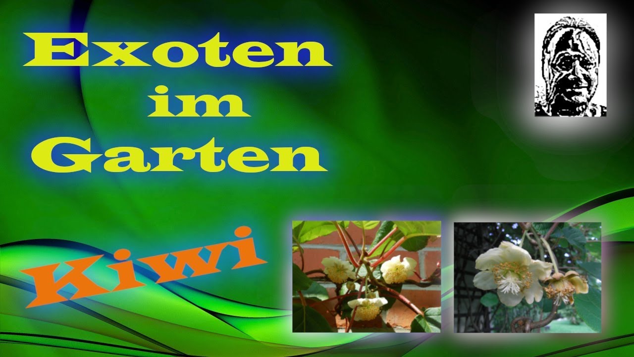 Exoten im Garten, Die Kiwi Wissenwertes und Aussaat YouTube