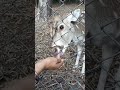 cheetal also known as spotted deer | Renuka ji wetland Sirmour