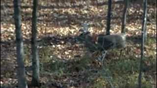 Big Buck