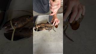 From Boston to Louisiana , 3 lb Lobsters made it to the bayou 🦞 #lobster #lobsters #seafood