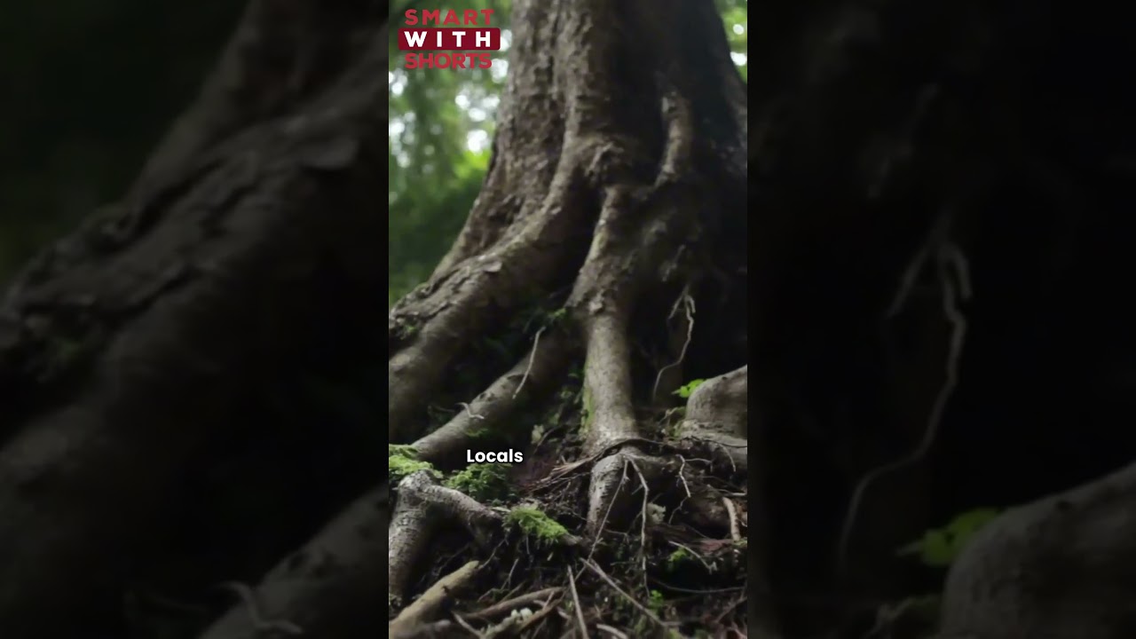 Why Is the Baobab Called the “Tree of Life”? 