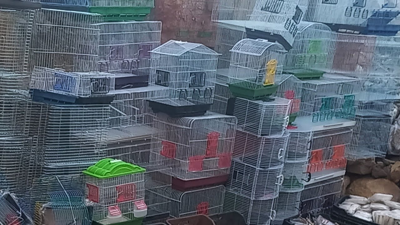 سوق الاحد اليوم اسعار الاقفاص والسلاكات وعشوش كل العصافير وأكلها عند الحاجة ام علي ومكانها ورقمها