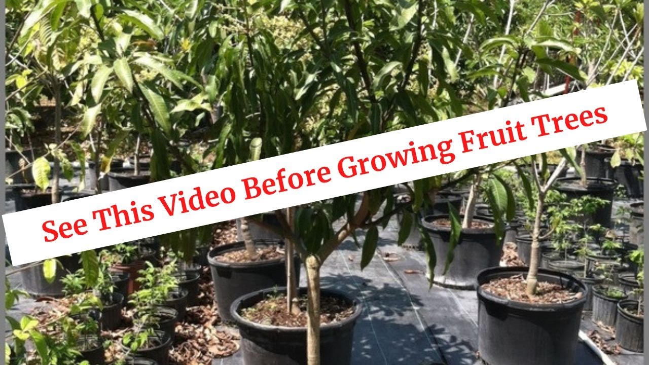 If You Want To Grow Fruit Trees, See This Video