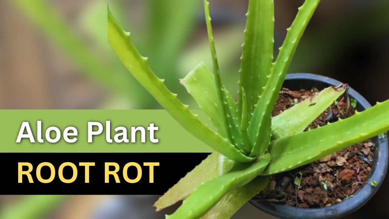 Aloe Plant Root Rot: How do I Know This?