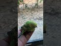 #viral #birds #pets #video #cockatiel #parrot #videos #youtubeshorts #yotubeshort #videoshort #vidio