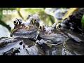 Competition is fierce in the frog mating game - BBC