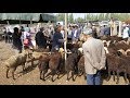Livestock Bazaar, Kashgar, Xinjiang, Far-West China