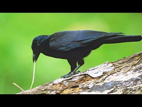 Le corbeau est l&rsquo;animal le plus intelligent ? - ZAPPING SAUVAGE