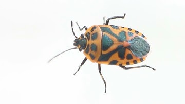 Harlequin Bug Control