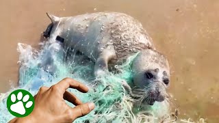 Feisty Seal Pup Rescued From Net