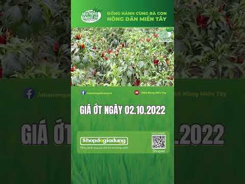 Video Giá ớt hôm nay ngày 02.10.2022 - youtube