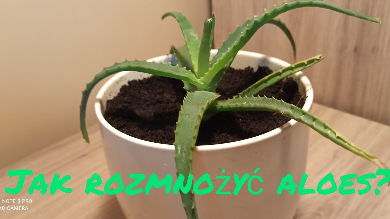 Jak rozmnoy aloes?