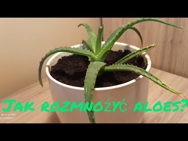 Jak rozmnoy aloes? - YouTube
